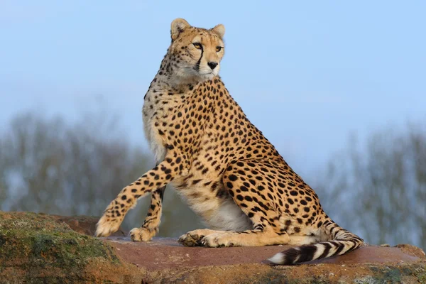Cheetah parece alerta — Fotografia de Stock