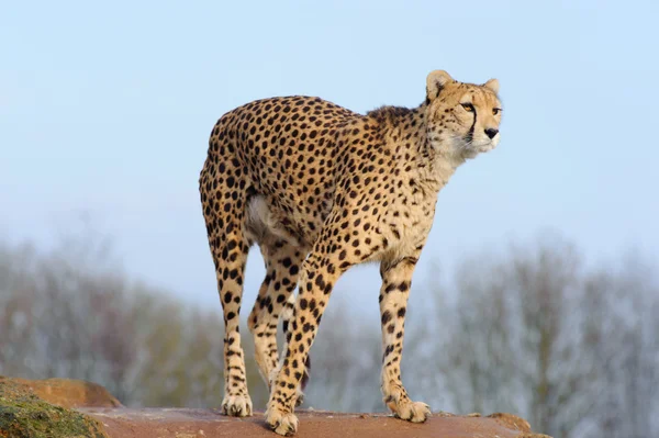 Cheetah saldırmaya hazır — Stok fotoğraf