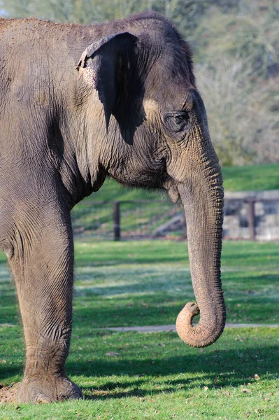 Hoofd van de olifant — Stockfoto
