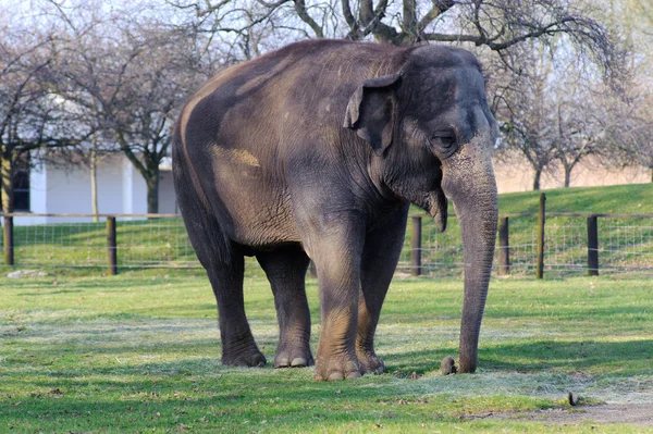 Слон на траві — стокове фото