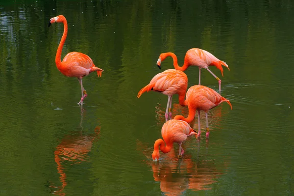 Пять фламинго кормятся — стоковое фото