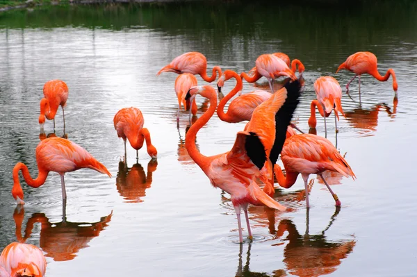 Flamingos feeding and flapping — Stock Photo, Image