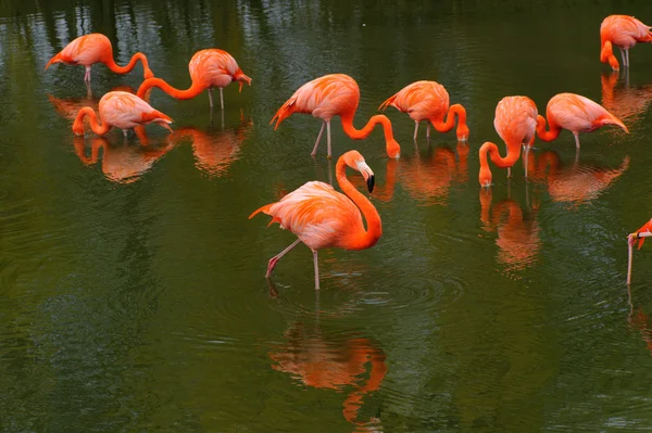 Кормление фламинго — стоковое фото