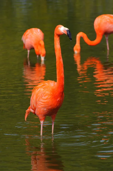 Фламинго в бассейне — стоковое фото