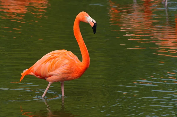 Flamingo caminando —  Fotos de Stock