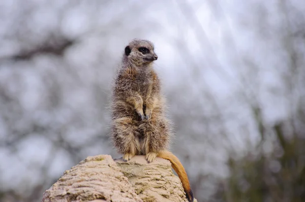 Meercat on lookout — Stock Photo, Image