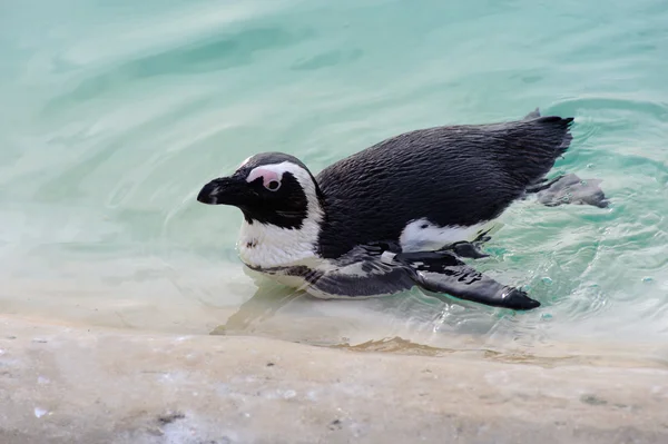 Pinguino avendo una nuotata — Foto Stock