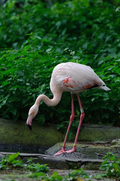 Flamingo rosa mirando hacia arriba —  Fotos de Stock