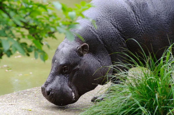 Hipopótamo pigmeu junto à piscina — Fotografia de Stock