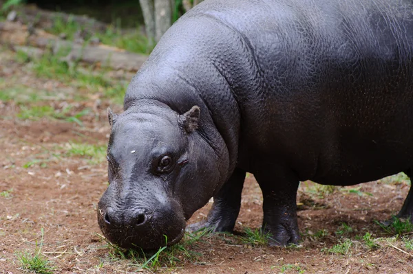 Pigmeo hipopótamo mira a la cámara — Foto de Stock