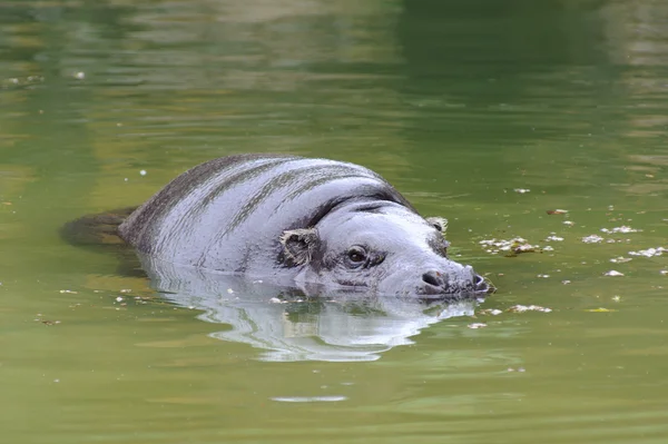 Pigmeo hipopótamo nadando — Foto de Stock