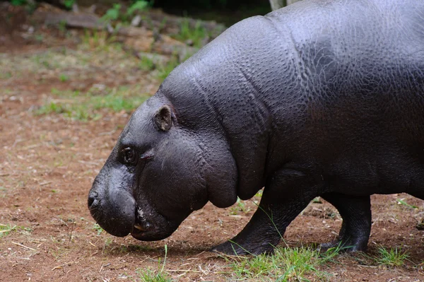 Hipopótamo pigmeo caminando — Foto de Stock