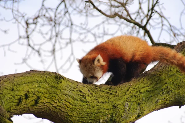 Röd panda i träd — Stockfoto