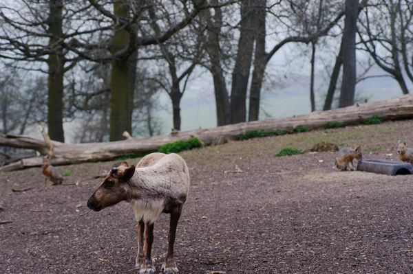 Reindeer mengunyah tongkat — Stok Foto