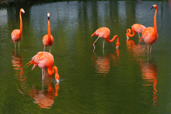 Six flamingos feeding