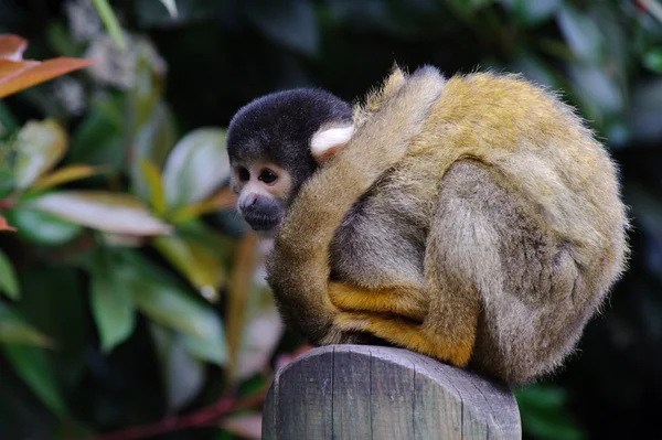 Macaco-esquilo sozinho — Fotografia de Stock