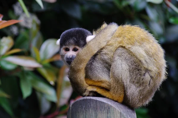 Macaco esquilo à espera — Fotografia de Stock