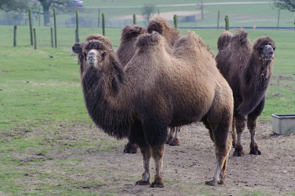Three camels — Stock Photo, Image
