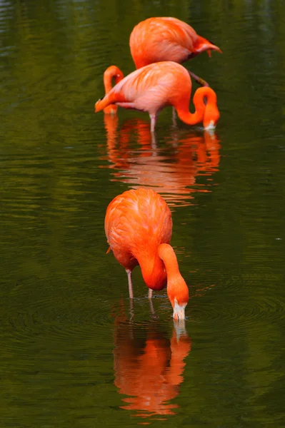 Три фламинго кормятся в бассейне — стоковое фото