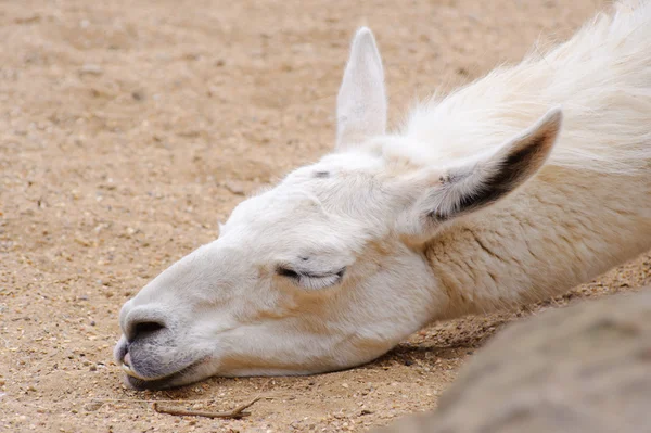 Lama sleeping — Stock Photo, Image