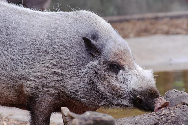 stock image Wild boar