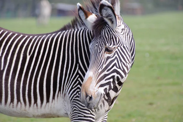 Zebra w z bliska — Zdjęcie stockowe
