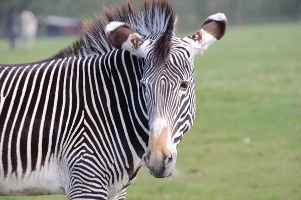 Zebra patrząc wstecz — Zdjęcie stockowe