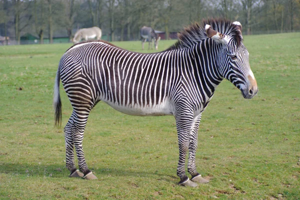 Zebra na trawie — Zdjęcie stockowe