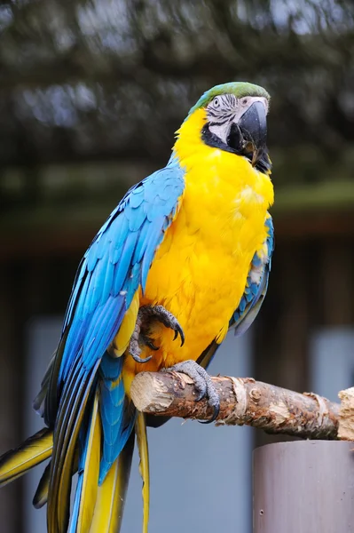 Parrot on one leg — Stock Photo, Image