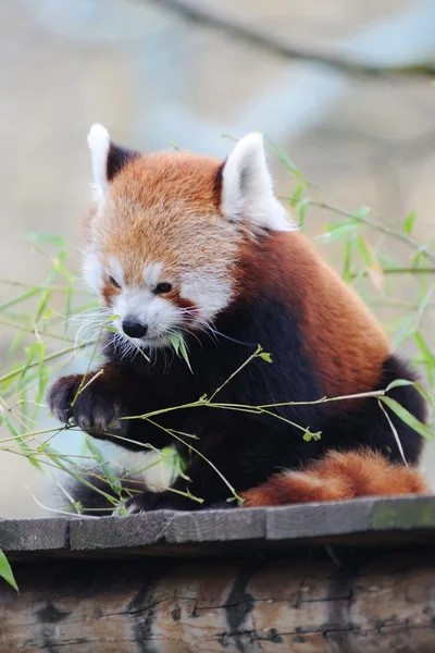 Panda rojo comiendo —  Fotos de Stock