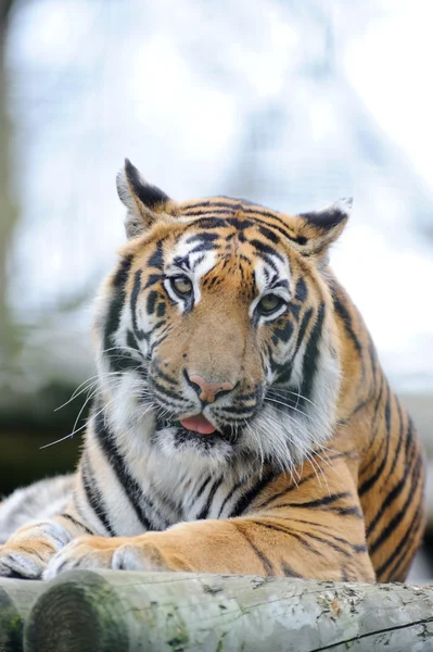 Tigerhuvud — Stockfoto