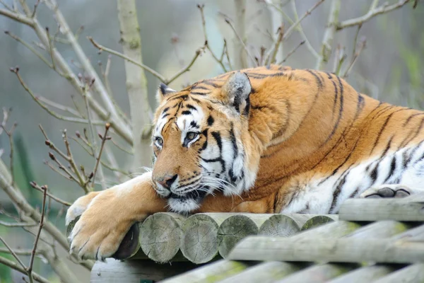 Tigre descansando —  Fotos de Stock