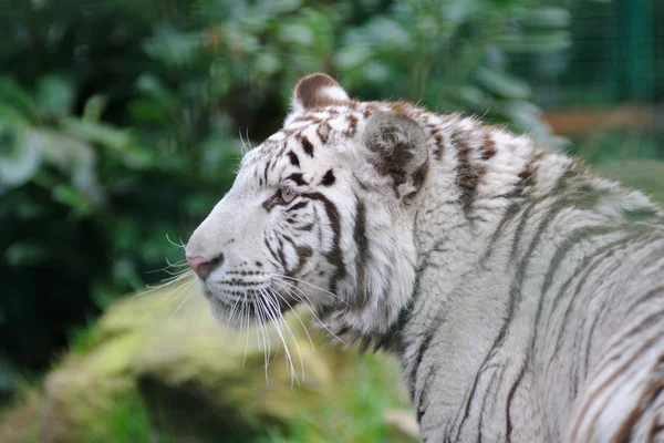 Valkoinen tiikeri — kuvapankkivalokuva