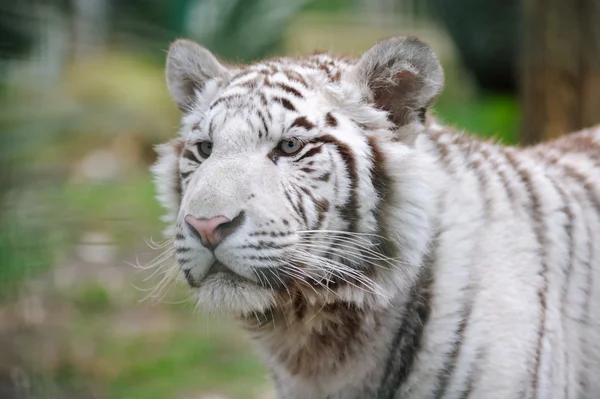 Внимание, белый тигр — стоковое фото