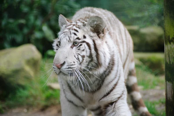 Gros yeux de tigre blanc — Photo