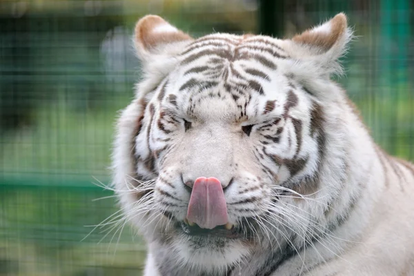 Белый тигр облизывает губы — стоковое фото
