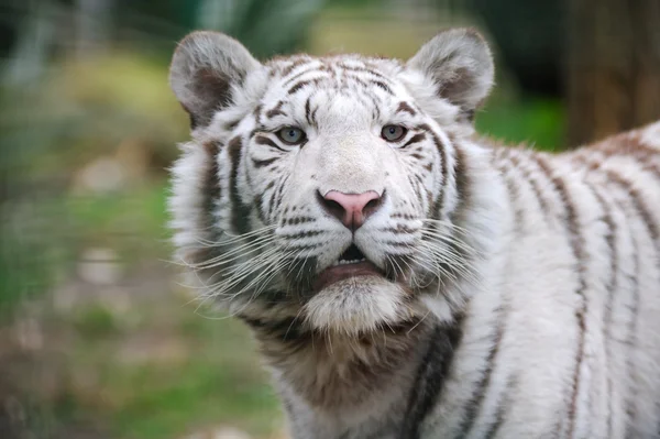 White tiger with mouth open