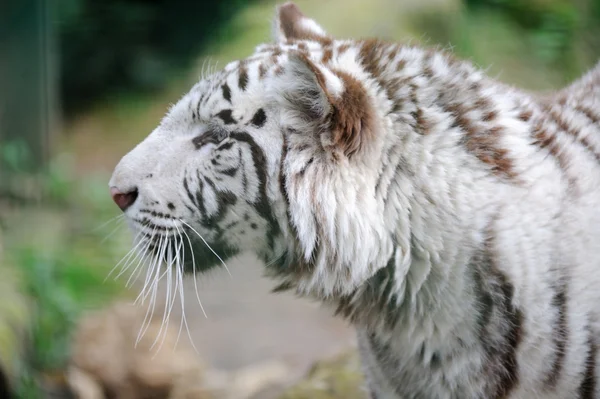 Профиль белого тигра — стоковое фото