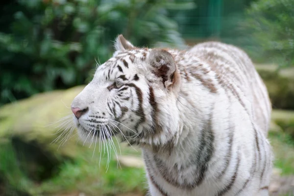 Преследование белого тигра — стоковое фото