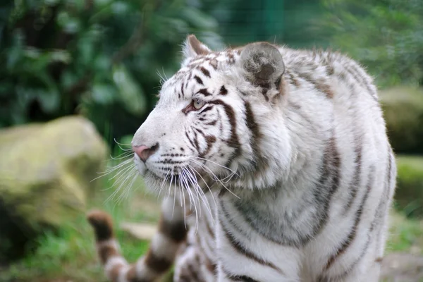 Белый тигр виляет хвостом — стоковое фото