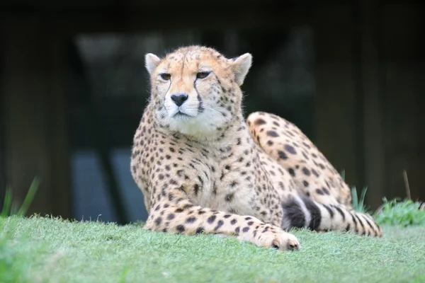 Gepard odpoczynku — Zdjęcie stockowe