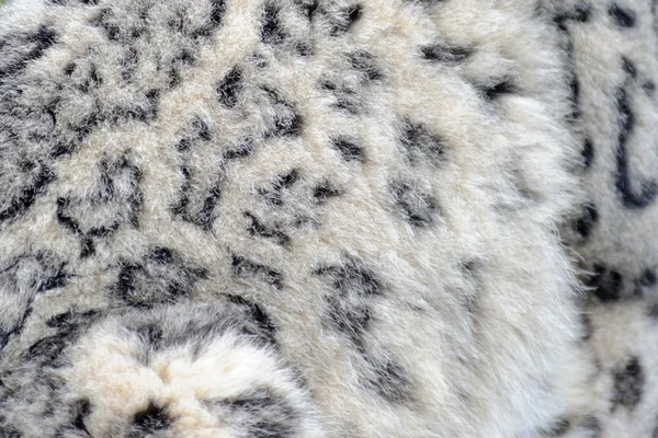 Pelo di leopardo delle nevi — Foto Stock