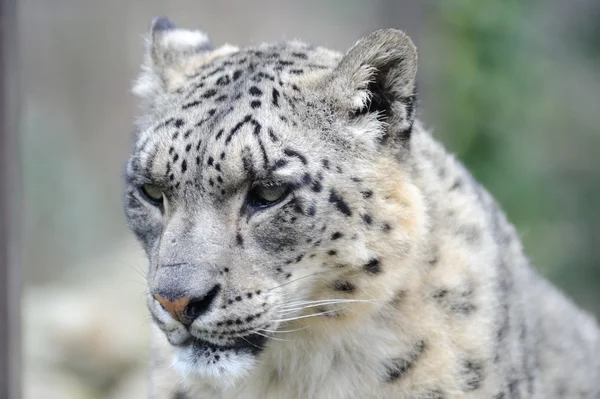 Leopardo da neve close-up — Fotografia de Stock