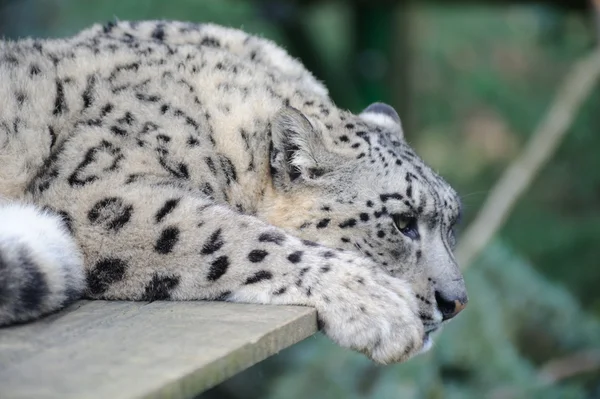 Leopardo da neve descansando — Fotografia de Stock