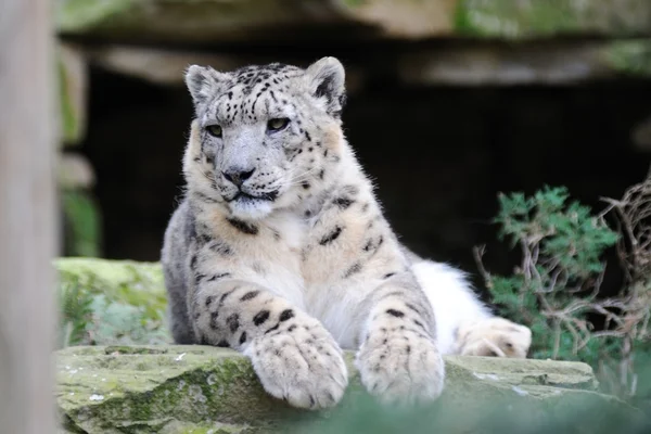 Snow leopard дивляться — стокове фото