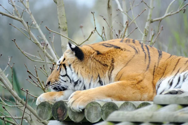 Тигровая голова на лапе — стоковое фото
