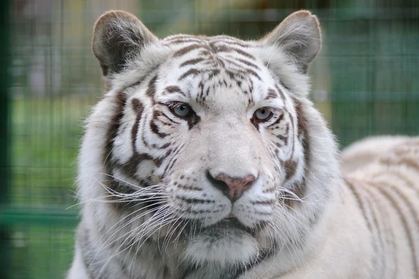 Weiße Tiger blaue Augen — Stockfoto