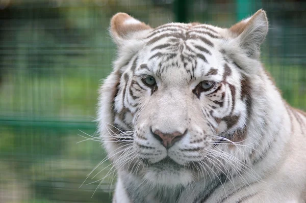 Weißer Tiger in Nahaufnahme — Stockfoto
