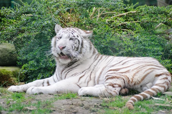 Tigre blanco yace hecho — Foto de Stock
