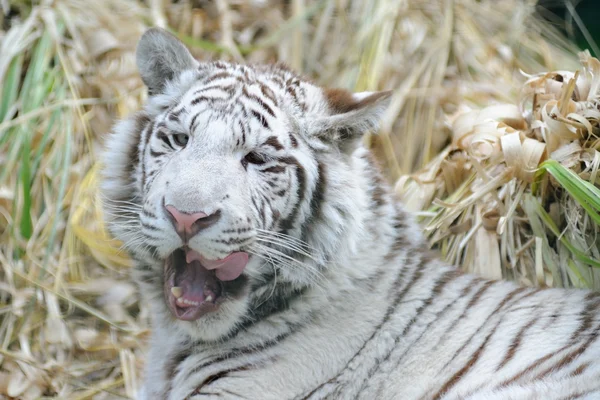 Blanc tigre lécher la bouche — Photo